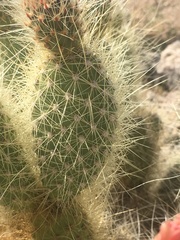 Opuntia diploursina