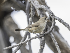 Aphelocephala leucopsis