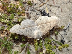 Phallaria ophiusaria