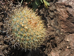 Mammillaria rhodantha