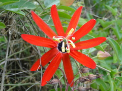 Passiflora manicata