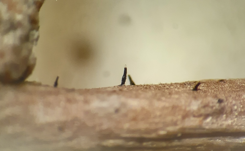 Sphaerographium