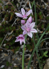 Allium drummondii