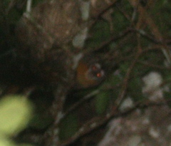 Aotus nigriceps