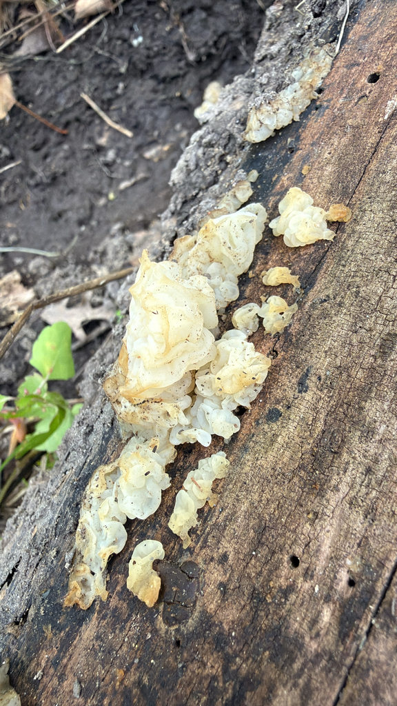 white jelly fungus · May 2026 · photo: Photo: (c) nebrooks, some rights reserved (CC BY) · iNaturalist