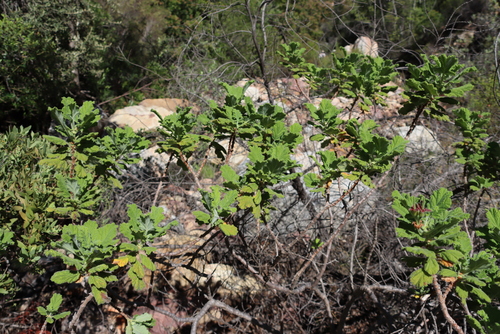Pelargonium panduriforme, photograph 3