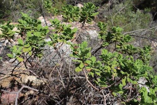Pelargonium panduriforme, photograph 2