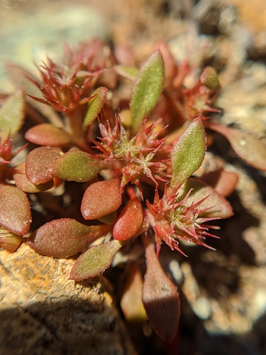Image of Chorizanthe aphanantha by no rights reserved