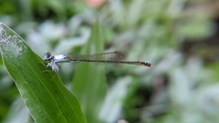 Agriocnemis femina oryzae
