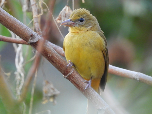 Summer Tanager, photo 7 of 10
