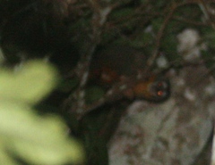 Aotus nigriceps