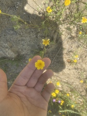 Pseudobahia heermannii