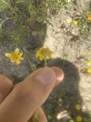 Pseudobahia heermannii