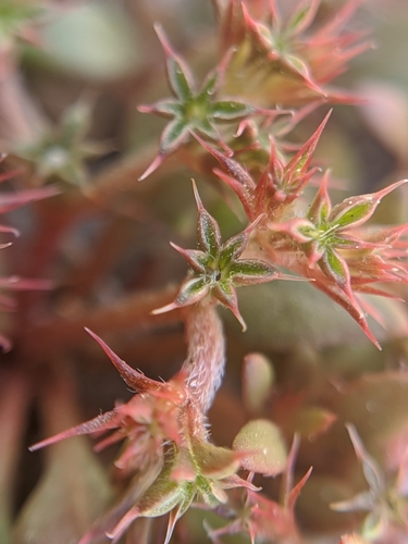 Image of Chorizanthe aphanantha by no rights reserved