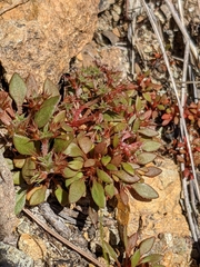 Chorizanthe aphanantha