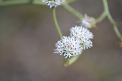 Palafoxia lindenii