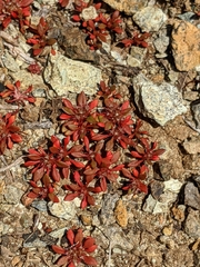 Chorizanthe aphanantha