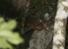 Aotus nigriceps