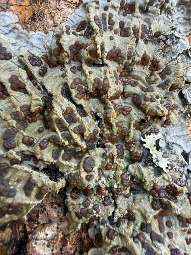 Pectenia cyanoloma