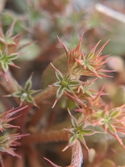 Chorizanthe aphanantha