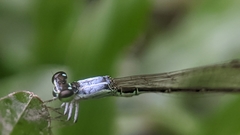 Agriocnemis femina oryzae
