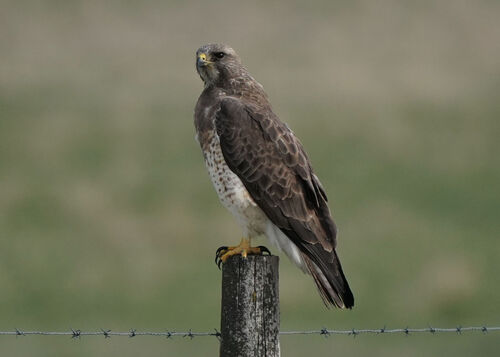 Swainson's Hawk
