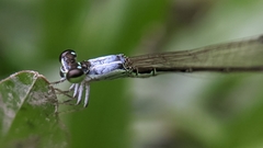 Agriocnemis femina oryzae