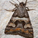 Bulia deducta - Photo (c) Diana-Terry Hibbitts, μερικά δικαιώματα διατηρούνται (CC BY-NC), uploaded by Diana-Terry Hibbitts