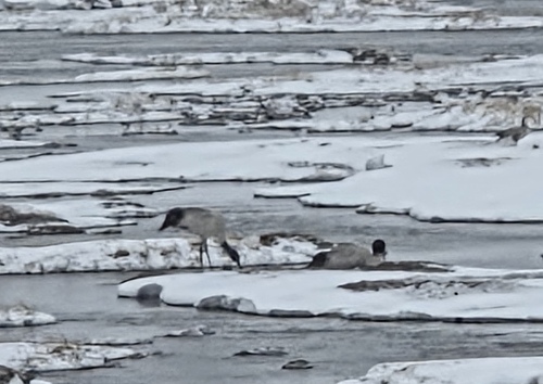 Black-necked Crane