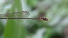 Agriocnemis femina oryzae