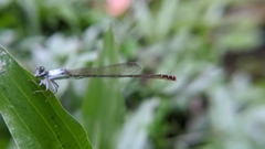 Agriocnemis femina oryzae