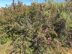 Rosa minutifolia