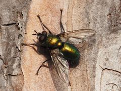 Gymnocheta viridis