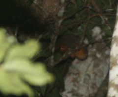 Aotus nigriceps