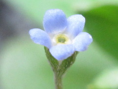 Trigonotis peduncularis