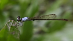 Agriocnemis femina oryzae
