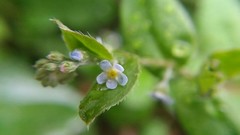 Trigonotis peduncularis