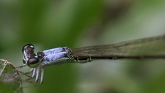 Agriocnemis femina oryzae