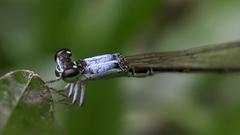Agriocnemis femina oryzae