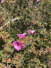 Rosa minutifolia