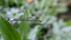 Agriocnemis femina oryzae