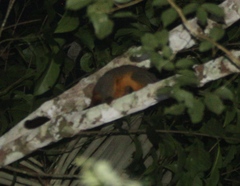 Aotus nigriceps
