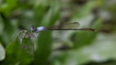 Agriocnemis femina oryzae