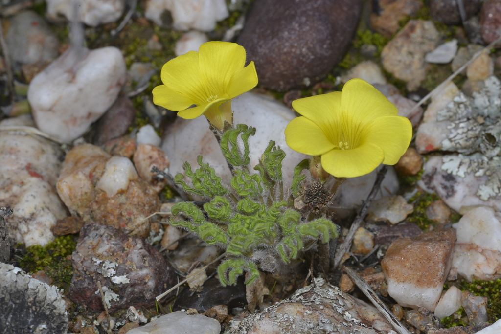 Oxalis stenoptera