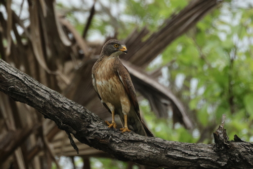 iNaturalist image