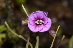 Cardamine jamesonii