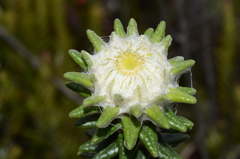 Lasiocephalus ovatus