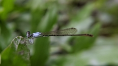 Agriocnemis femina oryzae