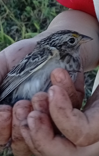 Grassland Sparrow