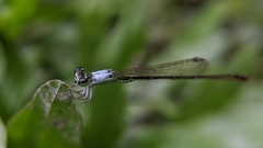 Agriocnemis femina oryzae